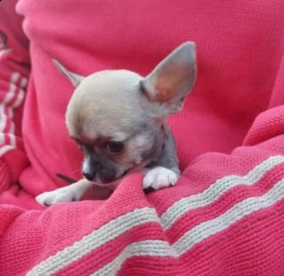 chihuahua meraviglioso cucciolo in adozione | Foto 0