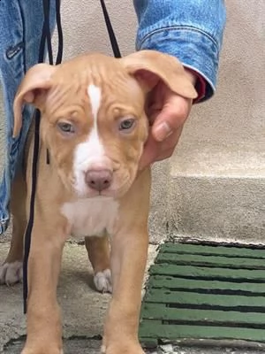 cuccioli pitbull | Foto 1