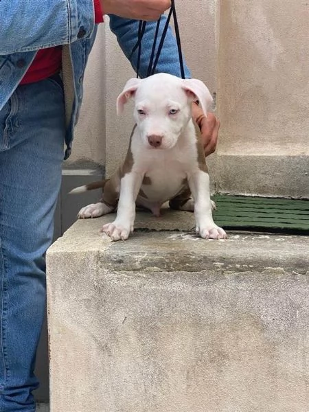cuccioli pitbull | Foto 0