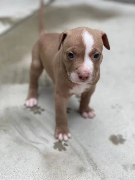 cuccioli pitbull