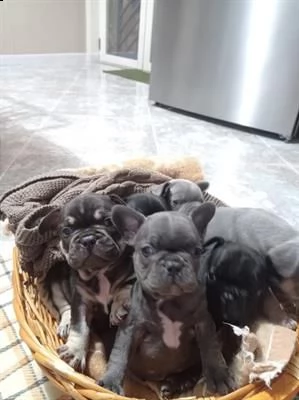 bulldog francese colori esotici | Foto 1