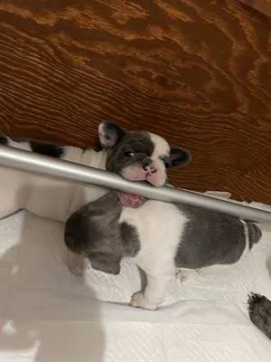 bulldog francese colori esotici | Foto 0