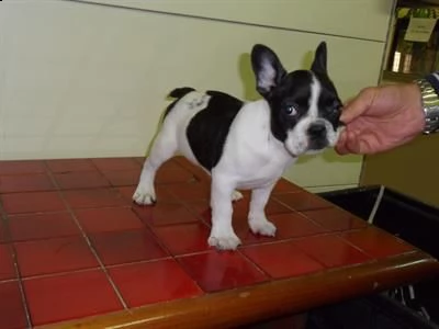 bulldog francese colori esotici