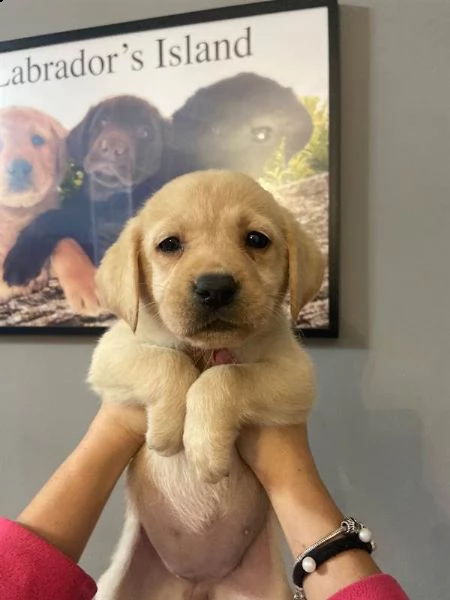 cuccioli labrador retriever con pedigree enci | Foto 1
