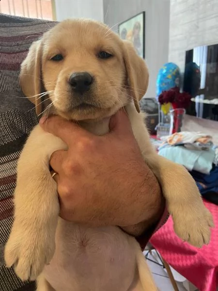 cuccioli labrador retriever con pedigree enci | Foto 0