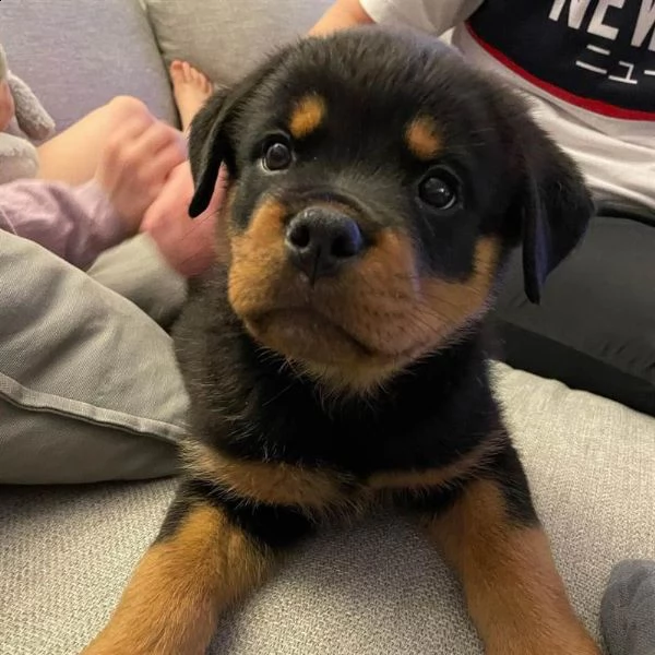 disponibili cuccioli di rottweiler