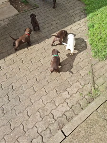 cuccioli di labrador in adozione