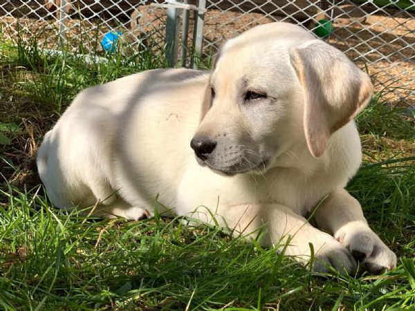 due cuccioli di labrador in omaggio