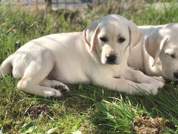 due cuccioli di labrador in omaggio | Foto 0