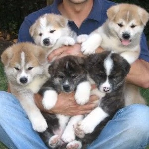 splendido cucciolo di akita giapponesi