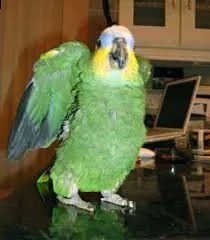 ottieni questi adorabili pappagalli amazzonici