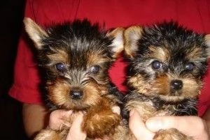 yorkies per l'adozione
