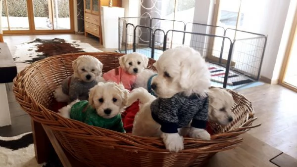 cuccioli maltesi sani per l'adozione