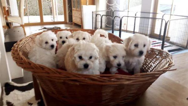 cuccioli maltesi sani per l'adozione | Foto 0