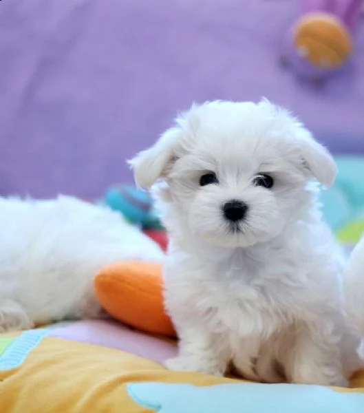 regalo  maltese mini toy