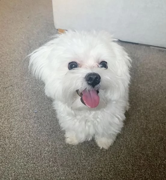 cucciolo femmina maltese di 8 settimane regalo | Foto 5