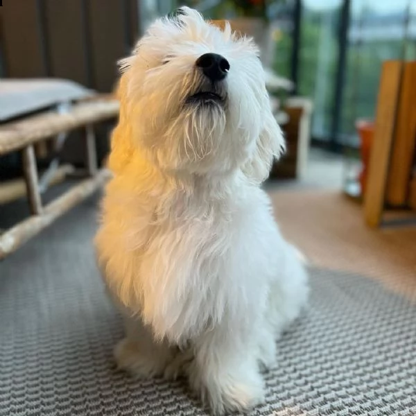cucciolo femmina maltese di 8 settimane regalo | Foto 4