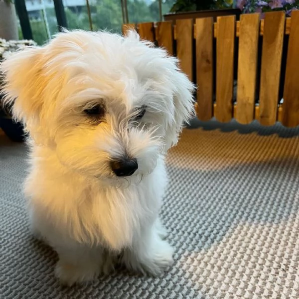 cucciolo femmina maltese di 8 settimane regalo | Foto 3