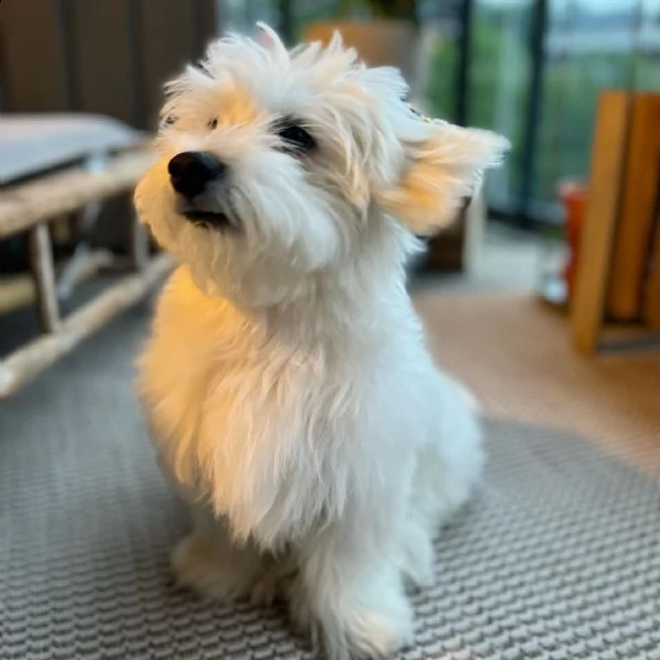 cucciolo femmina maltese di 8 settimane regalo | Foto 2