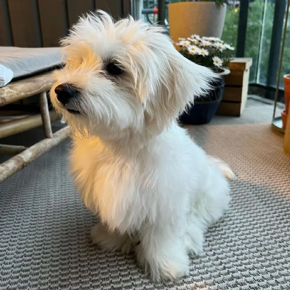 cucciolo femmina maltese di 8 settimane regalo | Foto 1