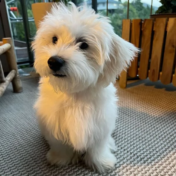 cucciolo femmina maltese di 8 settimane regalo