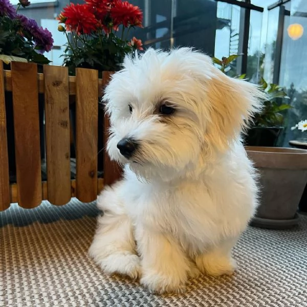 cucciolo femmina maltese di 8 settimane regalo | Foto 0