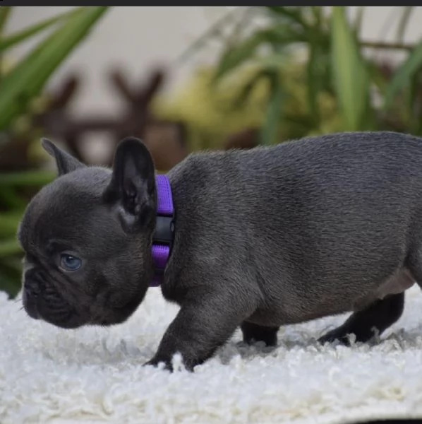 regalo bouledogue francese…