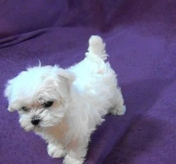 regalo maltese toy disponibile toy…… | Foto 0