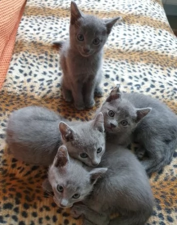 blue di russia gattini