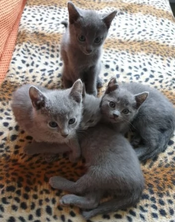 blue di russia gattini | Foto 0