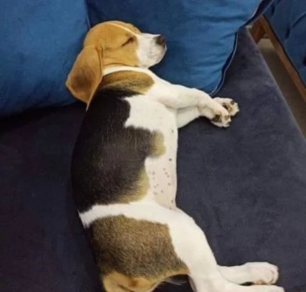 beagle  | Foto 0