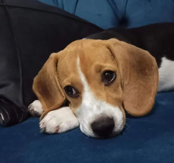 beagle 