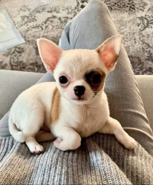 chihuahua 