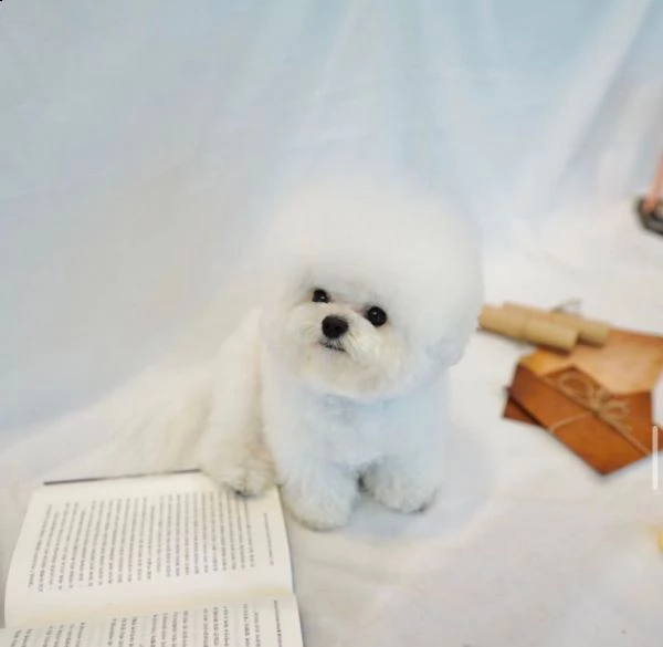 maltese  | Foto 0