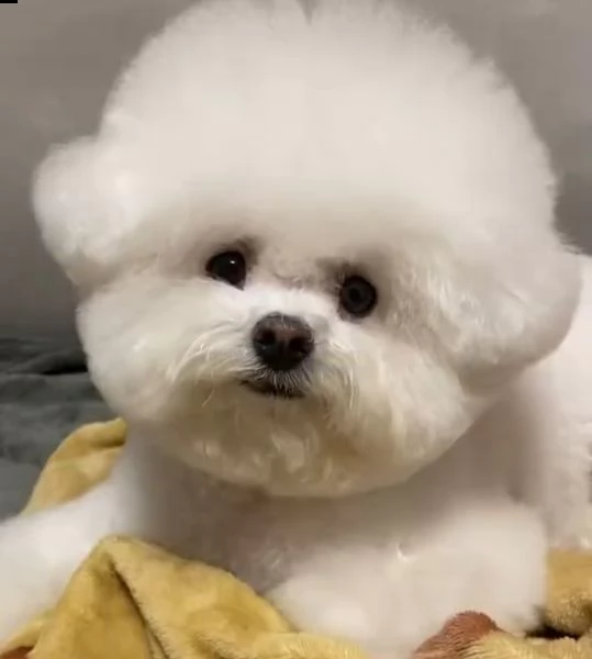 maltese 