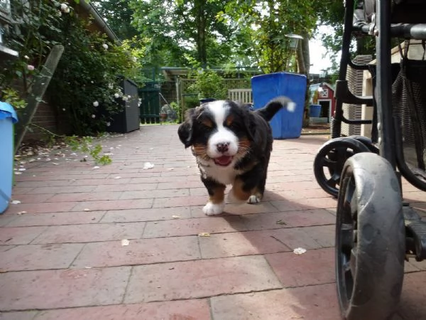 bovaro del bernese cuccioli disponibili | Foto 4