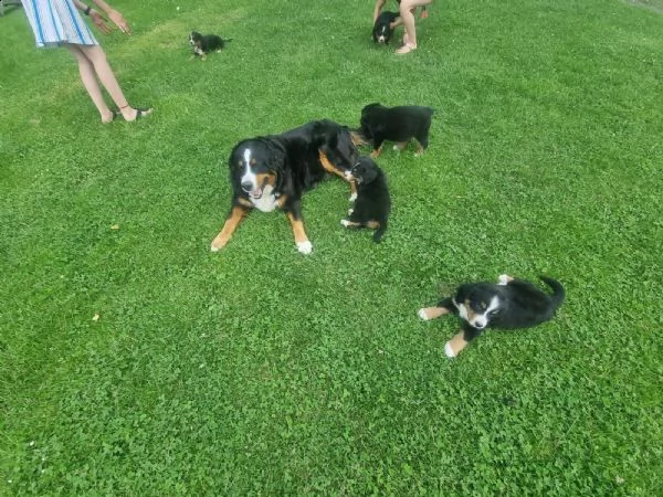 bovaro del bernese cuccioli disponibili | Foto 3