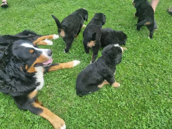 bovaro del bernese cuccioli disponibili | Foto 2