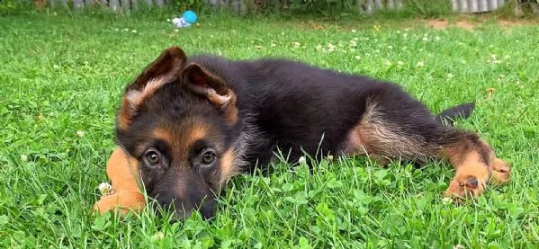 4 splendidi cuccioli di pastore tedesco | Foto 6