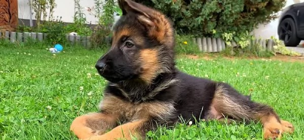 4 splendidi cuccioli di pastore tedesco | Foto 4