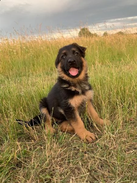 4 splendidi cuccioli di pastore tedesco | Foto 1