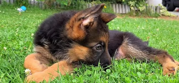 4 splendidi cuccioli di pastore tedesco | Foto 0