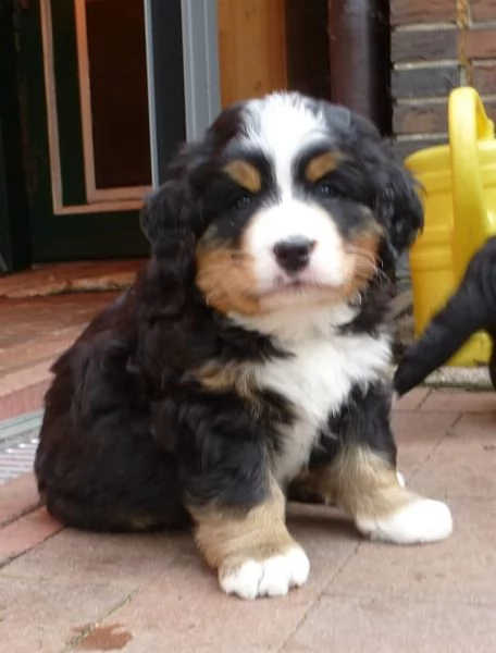 meravigliosi cuccioli di bovaro del bernese | Foto 6