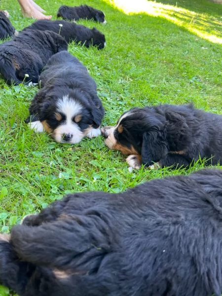 meravigliosi cuccioli di bovaro del bernese | Foto 5