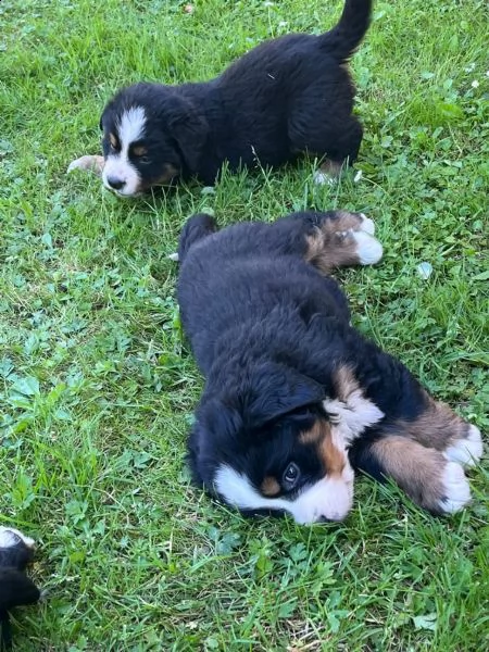meravigliosi cuccioli di bovaro del bernese | Foto 4