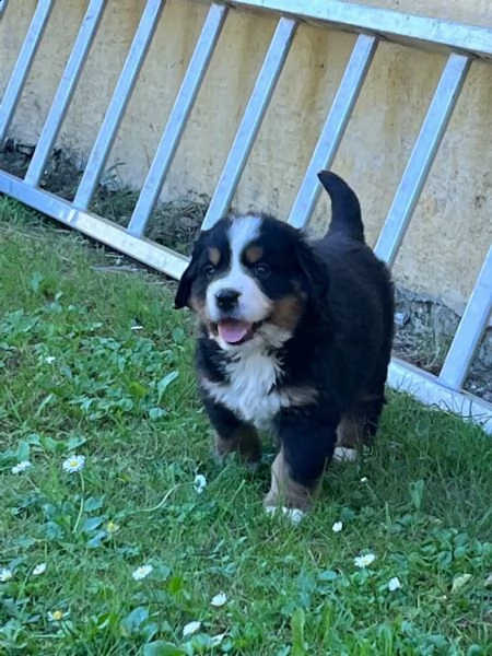 meravigliosi cuccioli di bovaro del bernese | Foto 3