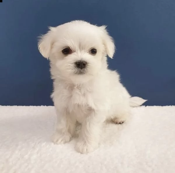 regalo  maltese mini toy