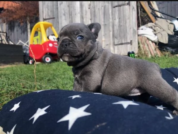 regalo cuccioli di bulldog francese,.,.,.,.,