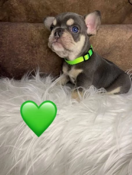 regalo cuccioli di cane a bulldog francese,.,.,.,.,