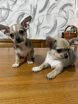 cucciola chihuahua femmina pelo corto crema | Foto 0